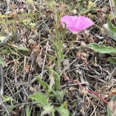 Convolvulus angustissimus subsp. angustissimus (Australian Bindweed) at Aranda Bushland - 4 Nov 2023 by KMcCue