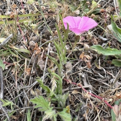 Convolvulus angustissimus subsp. angustissimus (Australian Bindweed) at Aranda Bushland - 4 Nov 2023 by KMcCue