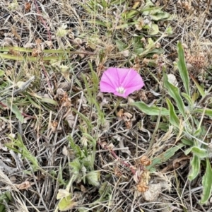 Convolvulus angustissimus subsp. angustissimus at Belconnen, ACT - 5 Nov 2023