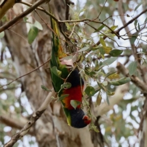 Trichoglossus moluccanus at Aranda, ACT - 5 Nov 2023 04:25 PM