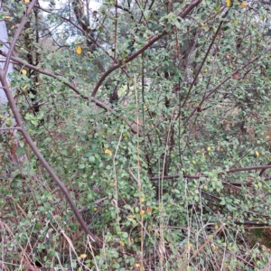 Cotoneaster sp. at Croke Place Grassland (CPG) - 5 Nov 2023 03:34 PM