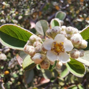 Cotoneaster sp. at Croke Place Grassland (CPG) - 5 Nov 2023 03:34 PM