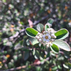 Cotoneaster sp. at Croke Place Grassland (CPG) - 5 Nov 2023