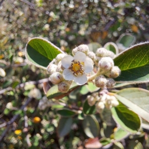 Cotoneaster sp. at Croke Place Grassland (CPG) - 5 Nov 2023 03:34 PM