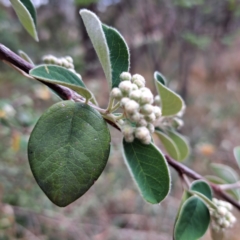 Cotoneaster sp. at Croke Place Grassland (CPG) - 5 Nov 2023