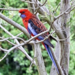 Platycercus elegans (Crimson Rosella) at Aranda, ACT - 5 Nov 2023 by KMcCue