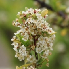 Pyracantha fortuneana (Firethorn) at Symonston, ACT - 5 Nov 2023 by RodDeb