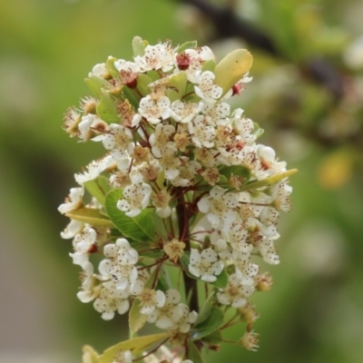 Pyracantha fortuneana (Firethorn) at Symonston, ACT - 5 Nov 2023 by RodDeb