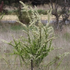 Pyracantha fortuneana at Symonston, ACT - 5 Nov 2023