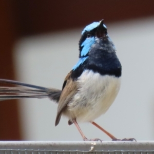 Malurus cyaneus at Symonston, ACT - 5 Nov 2023 01:47 PM