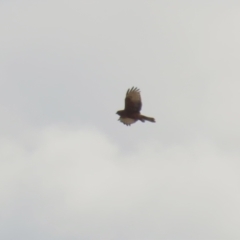 Circus approximans (Swamp Harrier) at Symonston, ACT - 5 Nov 2023 by RodDeb