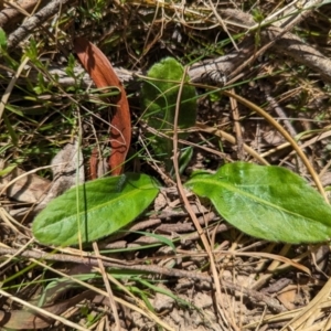 Solenogyne gunnii at Wee Jasper, NSW - 3 Nov 2023 11:44 AM