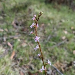 Stylidium (genus) (Trigger Plant) at Wee Jasper, NSW - 3 Nov 2023 by Wildlifewarrior80