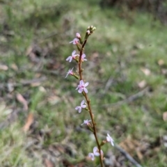 Stylidium sp. (Trigger Plant) at Wee Jasper, NSW - 3 Nov 2023 by Wildlifewarrior80