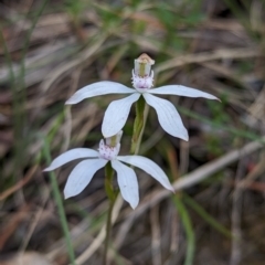 Caladenia moschata (Musky Caps) at Wee Jasper, NSW - 3 Nov 2023 by brettguy80