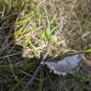 Hovea heterophylla at Wee Jasper, NSW - 3 Nov 2023