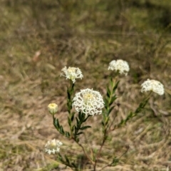 Pimelea treyvaudii (Grey Riceflower) at Wee Jasper, NSW - 3 Nov 2023 by brettguy80