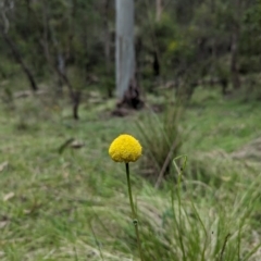 Craspedia sp. (Billy Buttons) at Wee Jasper, NSW - 3 Nov 2023 by Wildlifewarrior80