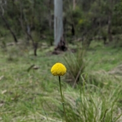 Craspedia sp. (Billy Buttons) at Wee Jasper, NSW - 3 Nov 2023 by brettguy80