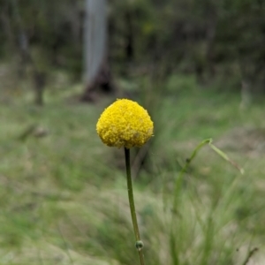 Craspedia sp. at Wee Jasper, NSW - 3 Nov 2023