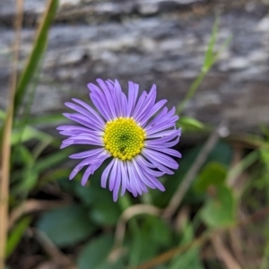 Brachyscome spathulata at Wee Jasper, NSW - 3 Nov 2023 02:33 PM