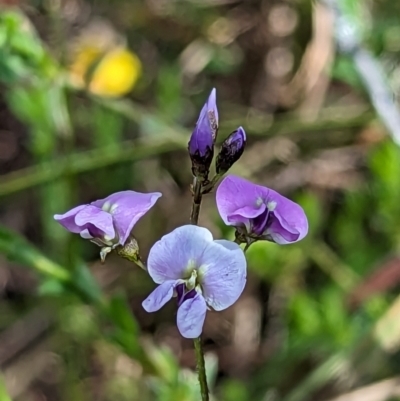 Glycine clandestina (Twining Glycine) at Micalong Gorge - 3 Nov 2023 by Wildlifewarrior80