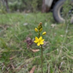 Bulbine bulbosa (Golden Lily, Bulbine Lily) at Micalong Gorge - 3 Nov 2023 by Wildlifewarrior80