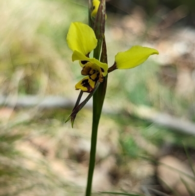 Diuris sulphurea (Tiger Orchid) at Wee Jasper, NSW - 3 Nov 2023 by Wildlifewarrior80