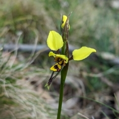 Diuris sulphurea at Wee Jasper, NSW - suppressed