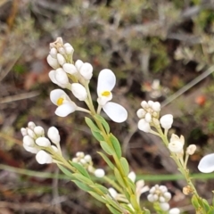 Comesperma ericinum (Heath Milkwort) at Yass River, NSW - 4 Nov 2023 by SenexRugosus