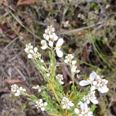 Comesperma ericinum at Yass River, NSW - 4 Nov 2023