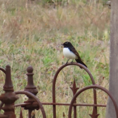 Rhipidura leucophrys (Willie Wagtail) at Braidwood, NSW - 5 Nov 2023 by MatthewFrawley