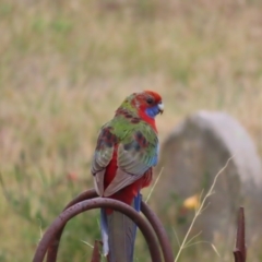 Platycercus elegans (Crimson Rosella) at Braidwood, NSW - 5 Nov 2023 by MatthewFrawley