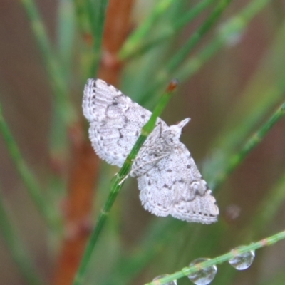 Metasia (genus) (A Crambid moth) at Moruya, NSW - 4 Nov 2023 by LisaH