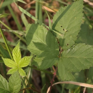 Rubus anglocandicans at Yarralumla, ACT - 3 Nov 2023 12:21 PM