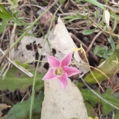 Convolvulus angustissimus subsp. angustissimus at Belconnen, ACT - 5 Nov 2023