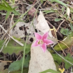 Convolvulus angustissimus subsp. angustissimus at Belconnen, ACT - 5 Nov 2023