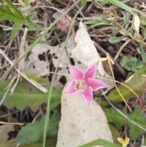 Convolvulus angustissimus subsp. angustissimus at Belconnen, ACT - 5 Nov 2023