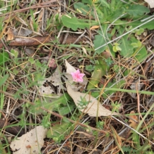 Convolvulus angustissimus subsp. angustissimus at Belconnen, ACT - 5 Nov 2023