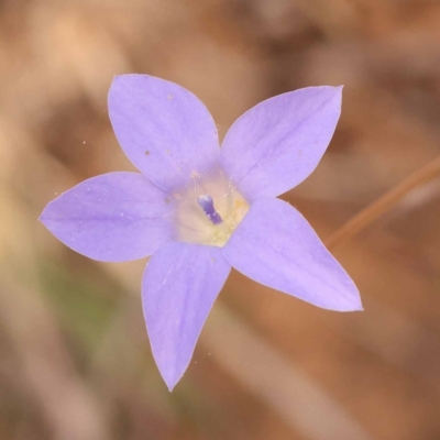 Wahlenbergia capillaris (Tufted Bluebell) at Yarralumla, ACT - 3 Nov 2023 by ConBoekel