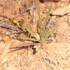 Wahlenbergia capillaris at Yarralumla, ACT - 3 Nov 2023 01:15 PM