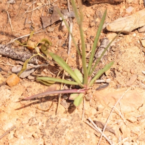 Wahlenbergia capillaris at Yarralumla, ACT - 3 Nov 2023 01:15 PM