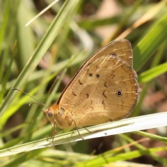 Heteronympha merope (Common Brown Butterfly) at Blue Gum Point to Attunga Bay - 3 Nov 2023 by ConBoekel