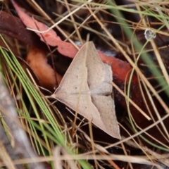 Epidesmia hypenaria (Long-nosed Epidesmia) at Mongarlowe, NSW - 5 Nov 2023 by LisaH