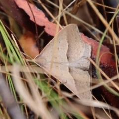 Epidesmia hypenaria at Mongarlowe, NSW - suppressed