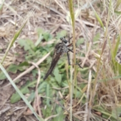 Unidentified Robber fly (Asilidae) at Molonglo River Reserve - 5 Nov 2023 by VanceLawrence