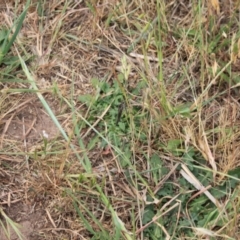 Asilinae sp. (subfamily) at Molonglo River Reserve - 5 Nov 2023