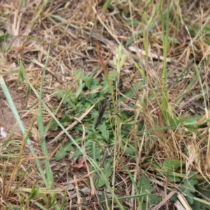 Asilinae sp. (subfamily) at Molonglo River Reserve - 5 Nov 2023