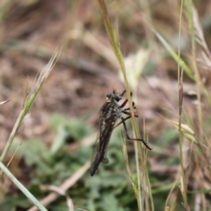 Asilinae sp. (subfamily) at Molonglo River Reserve - 5 Nov 2023