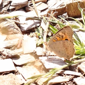 Junonia villida at Yarralumla, ACT - 3 Nov 2023